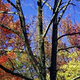 Illustration for article titled Shooting Challenge Fall Leaves Gallery 1